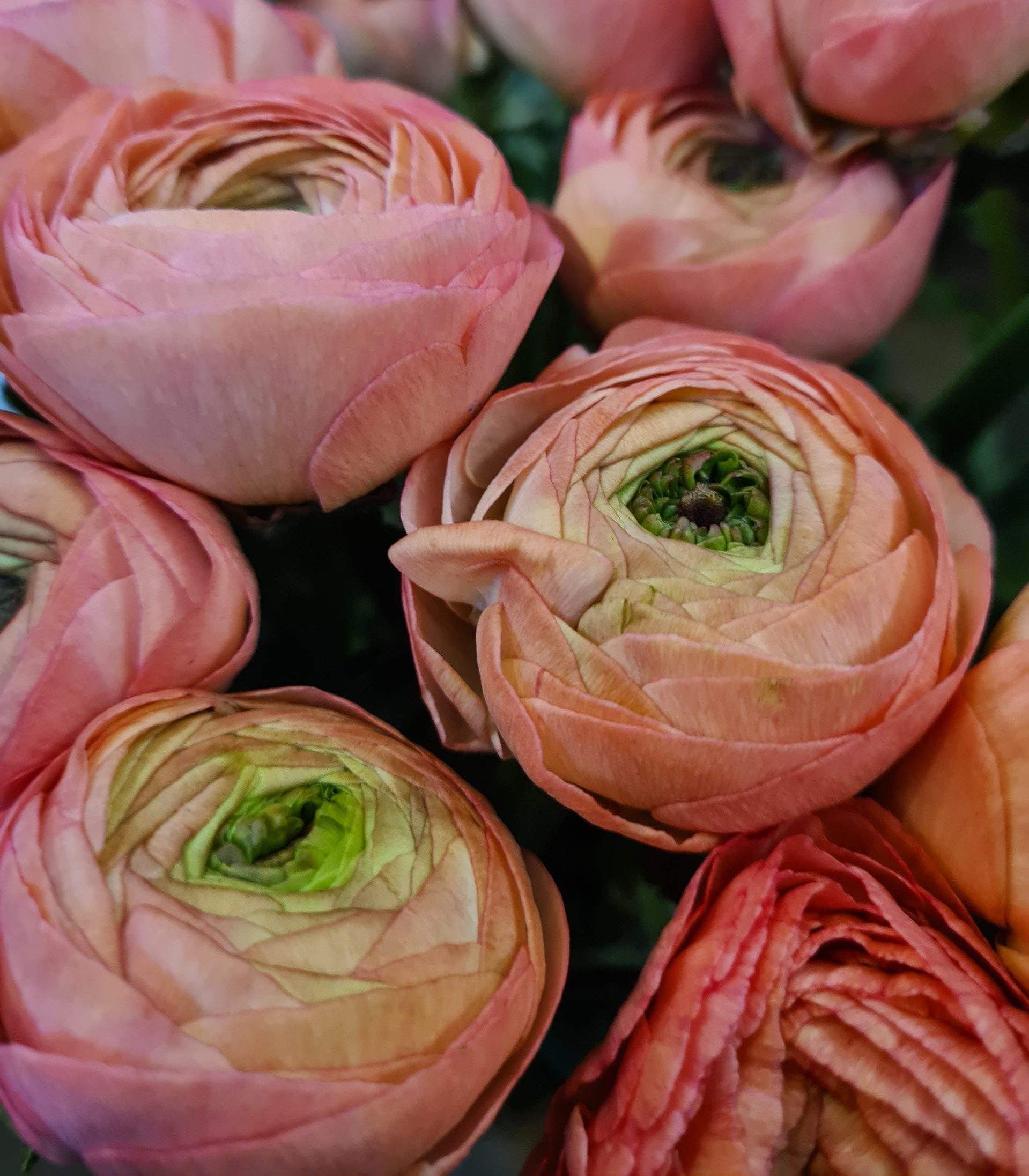 Blumen sind das Lächeln der Erde