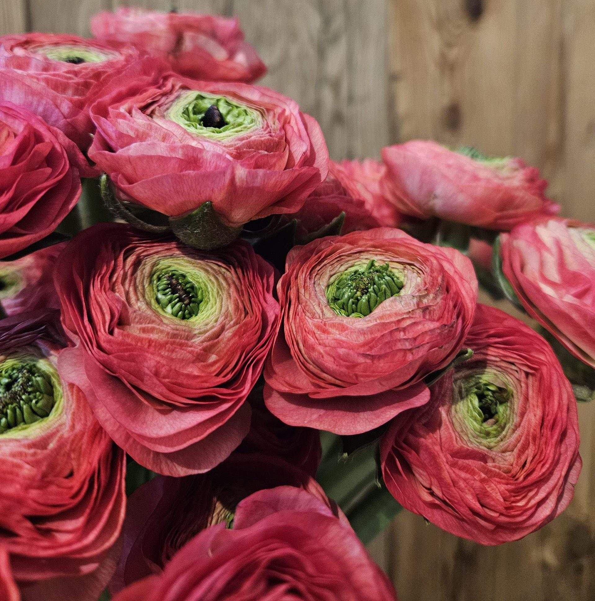 Blumen sind das Lächeln der Erde